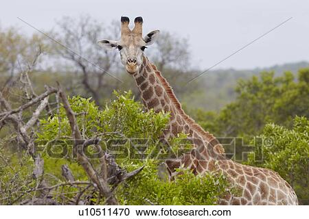 Giraffe stands in African woodland View Large Photo Image Stock Image - Giraffe stands in African woodland. Fotosearch