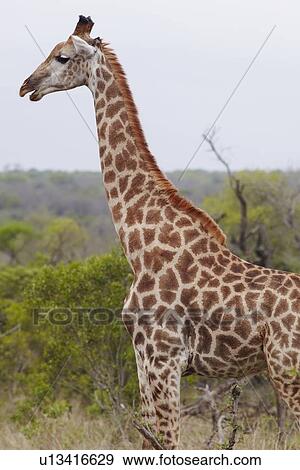 Giraffe stands side view profile View Large Photo Image Stock Photo - Giraffe stands side view profile. Fotosearch