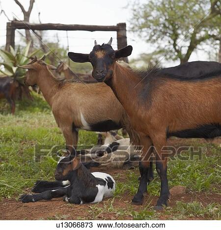 Stock Image - Herd of Goats. Fotosearch