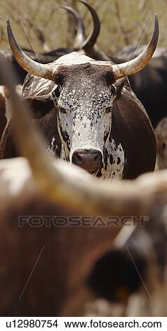 Herd of nguni cattle View Large Photo Image Picture - Herd of nguni cattle. Fotosearch