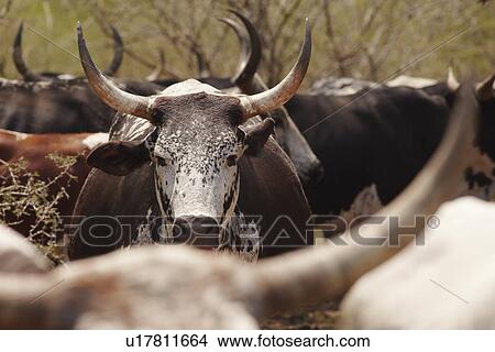 Herd of nguni cattle View Large Photo Image Picture - Herd of nguni cattle. Fotosearch