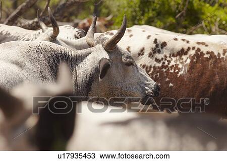 Stock Image - Herd of nguni cattle. Fotosearch