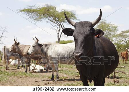 Stock Image - Herd of nguni cattle. Fotosearch