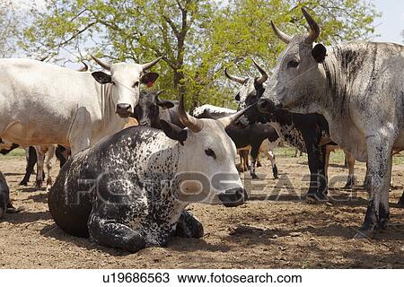 Herd of nguni cattle View Large Photo Image Stock Image - Herd of nguni cattle. Fotosearch