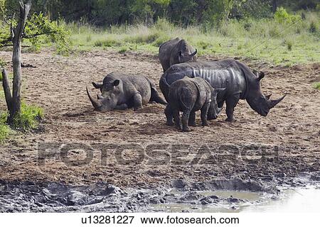 Herd of Rhinocerous on muddy riverbank View Large Photo Image Stock Photo - Herd of Rhinocerous on muddy riverbank. Fotosearch