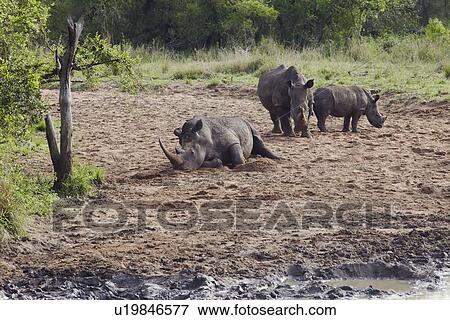 Herd of Rhinocerous on muddy riverbank View Large Photo Image Stock Photo - Herd of Rhinocerous on muddy riverbank. Fotosearch