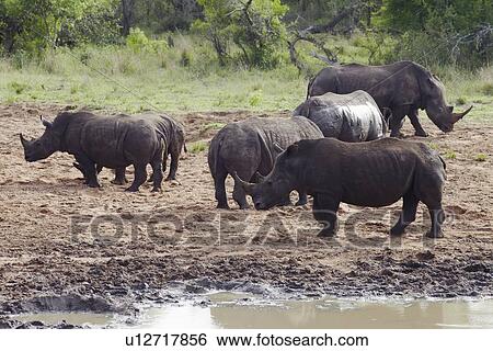 Herd of Rhinocerous on muddy riverbank View Large Photo Image Stock Photograph - Herd of Rhinocerous on muddy riverbank. Fotosearch