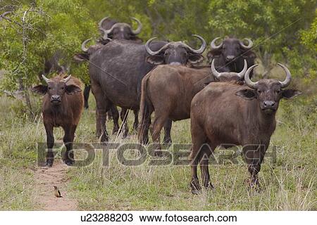 Stock Image - Herd of Water Buffalo in African plains. Fotosearch