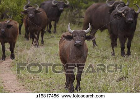 Stock Photograph - Herd of Water Buffalo in African plains. Fotosearch