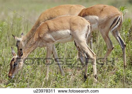 Stock Image - Impala grazing. Fotosearch