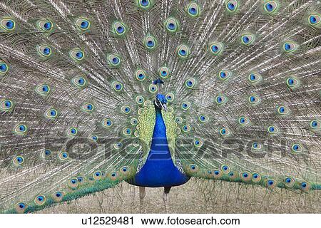 Indian Peafowl Pavo cristatus (Asiatic)with tail feathers displayed in courtship ritual View Large Photo Image Stock Image - Indian Peafowl Pavo cristatus (Asiatic)with tail feathers displayed in courtship ritual. Fotosearch
