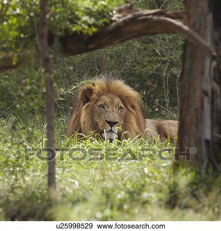 Stock Photo - Lion lies in shade of tree. Fotosearch