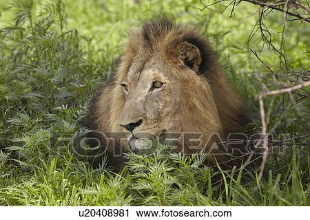 Stock Image - Lion lying in shade of tree. Fotosearch