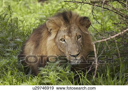 Stock Photo - Lion lying in shade of tree. Fotosearch