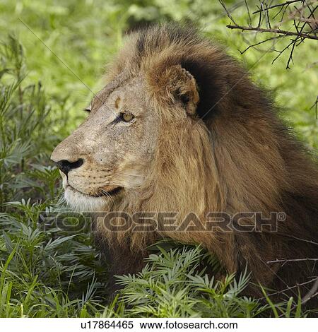 Stock Photography - Lion lying in shade of tree. Fotosearch