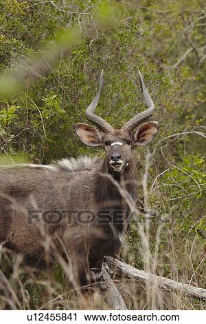 Male Nyala South Africa View Large Photo Image Stock Image - Male Nyala South Africa. Fotosearch