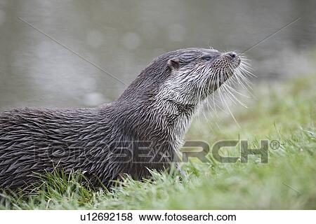 Otter in grass View Large Photo Image Stock Photo - Otter in grass. Fotosearch