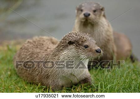 Stock Image - Otters. Fotosearch