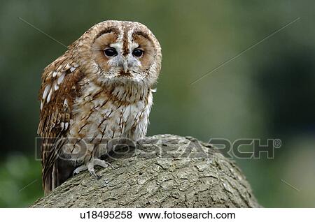Stock Photo - Owl. Fotosearch