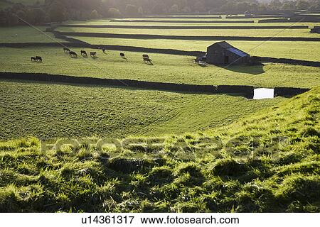 Pasture in Yorkshire Dales Yorkshire England View Large Photo Image Stock Photo - Pasture in Yorkshire Dales Yorkshire England. Fotosearch
