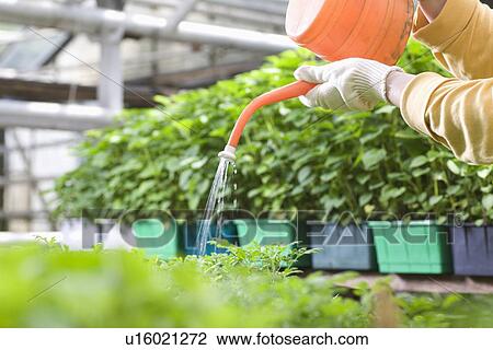 Person watering plants in greenhouse View Large Photo Image Stock Image - Person watering plants in greenhouse. Fotosearch