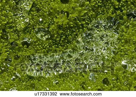 Stock Image - Plant life Norway. Fotosearch