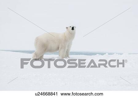 Polar bear north of Spitsbergen (Svalbard) close to the North Pole Norway View Large Photo Image Stock Image - Polar bear north of Spitsbergen (Svalbard) close to the North Pole Norway. Fotosearch