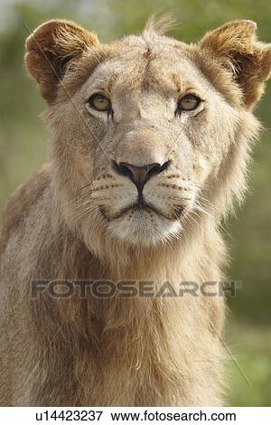 Portrait of a Lion View Large Photo Image Stock Photo - Portrait of a Lion. Fotosearch