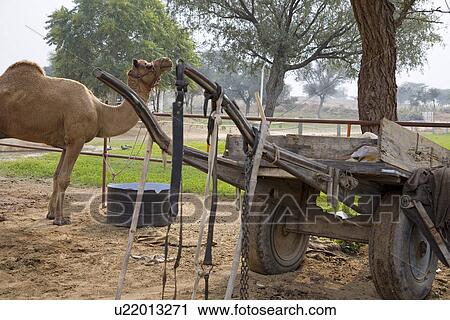 Stock Image - Rajasthan India camel in rural area. Fotosearch
