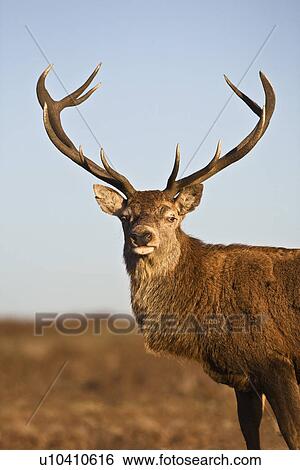 Red Deer animal portrait View Large Photo Image Stock Photograph - Red Deer animal portrait. Fotosearch