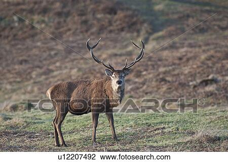 Stock Image - Red Deer stands in UK heathland. Fotosearch
