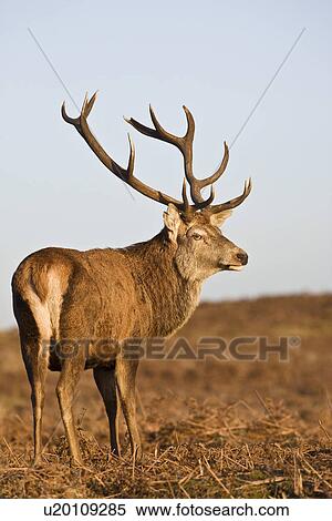 Stock Photography - Red Deer stands looking back UK. Fotosearch