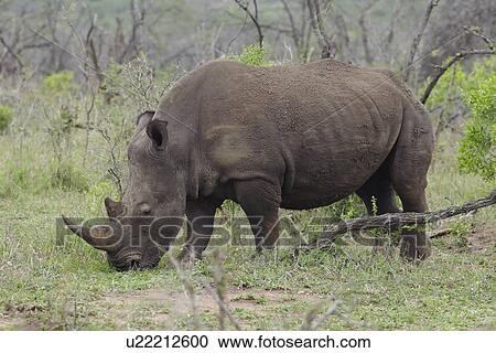 Rhinoceros grazes in African plains View Large Photo Image Stock Image - Rhinoceros grazes in African plains. Fotosearch