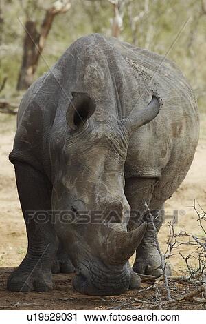 Stock Image - Rhinoceros noses ground. Fotosearch