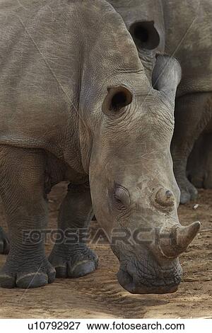 Rhinoceros noses ground View Large Photo Image Stock Photo - Rhinoceros noses ground. Fotosearch