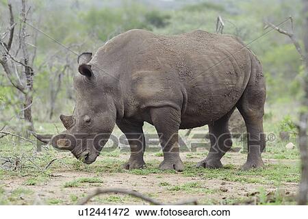 Rhinoceros stands in African plains View Large Photo Image Stock Image - Rhinoceros stands in African plains. Fotosearch