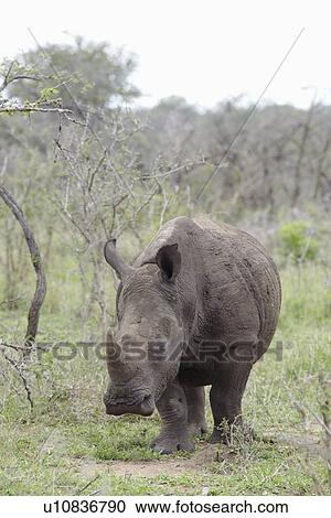 Rhinoceros walks in African plains View Large Photo Image Stock Image - Rhinoceros walks in African plains. Fotosearch