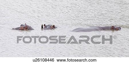Rhinos submerged in water View Large Photo Image Stock Photograph - Rhinos submerged in water. Fotosearch