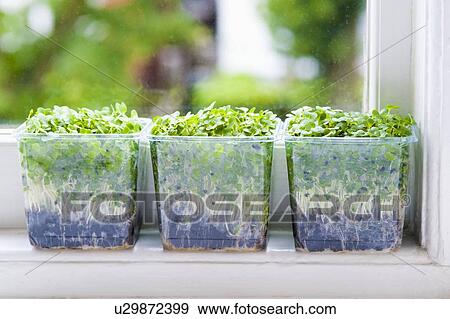 Salad cress View Large Photo Image Stock Photo - Salad cress. Fotosearch