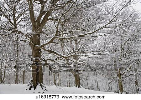 Scenic winter landscape View Large Photo Image Stock Photo - Scenic winter landscape. Fotosearch