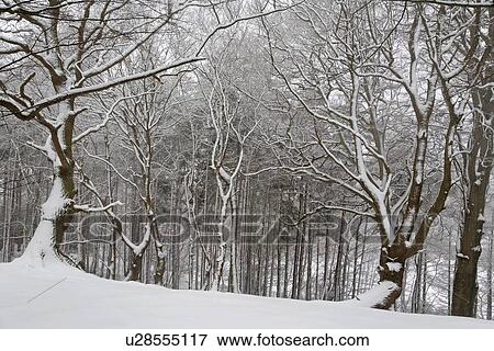 Stock Photo - Scenic winter landscape. Fotosearch