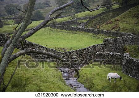 Sheep on pasture in Yorkshire Dales Yorkshire England View Large Photo Image Stock Image - Sheep on pasture in Yorkshire Dales Yorkshire England. Fotosearch
