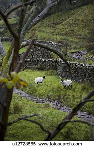 Sheep on pasture in Yorkshire Dales Yorkshire England View Large Photo Image Stock Photography - Sheep on pasture in Yorkshire Dales Yorkshire England. Fotosearch