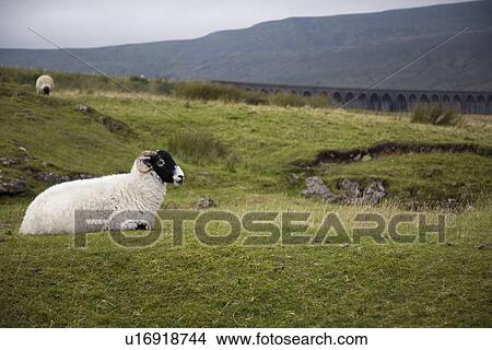 Sheep on pasture Yorkshire Dales Yorkshire England View Large Photo Image Picture - Sheep on pasture Yorkshire Dales Yorkshire England. Fotosearch