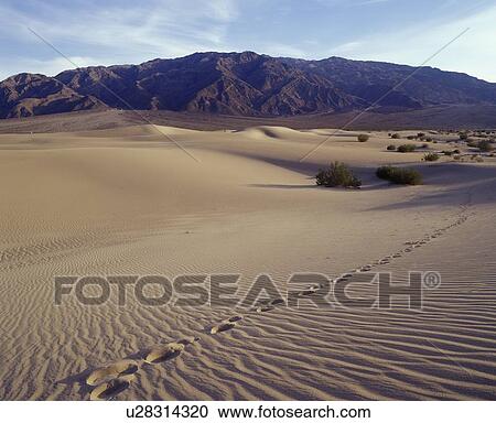 Single track of footsteps in; Death Valley National Park. Mequite Flats Sand Dunes View Large Photo Image Stock Image - Single track of footsteps in; Death Valley National Park. Mequite Flats Sand Dunes. Fotosearch