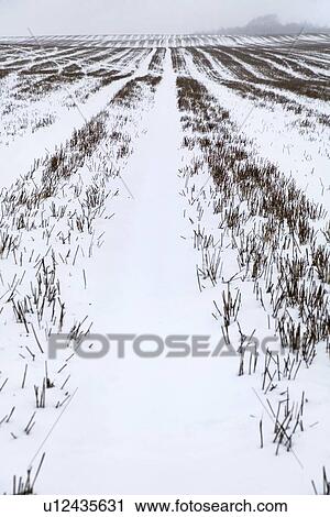 Stock Image - Snow covered field in Kent England.. Fotosearch