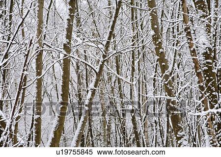 Snow covered trees in Kent England. View Large Photo Image Stock Photography - Snow covered trees in Kent England.. Fotosearch