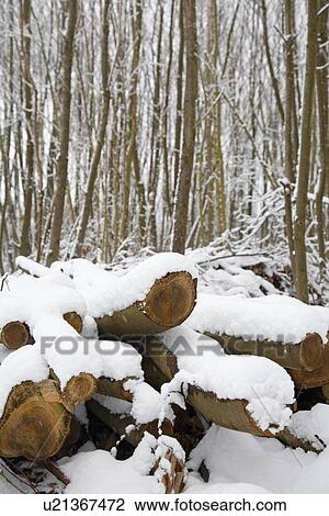 Snow covered trees. Kent England. View Large Photo Image Stock Image - Snow covered trees. Kent England.. Fotosearch
