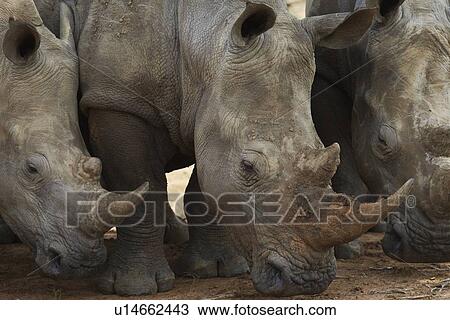 Stock Image - Three Rhinoceros nose the ground. Fotosearch