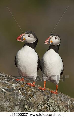 Stock Photo - Two Atlantic Puffins perch side by side Runde island Norway. Fotosearch